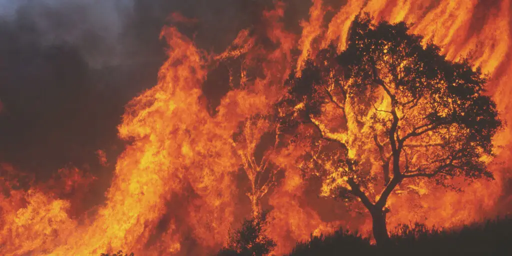 A photo of a tree being burned by a raging inferno.
